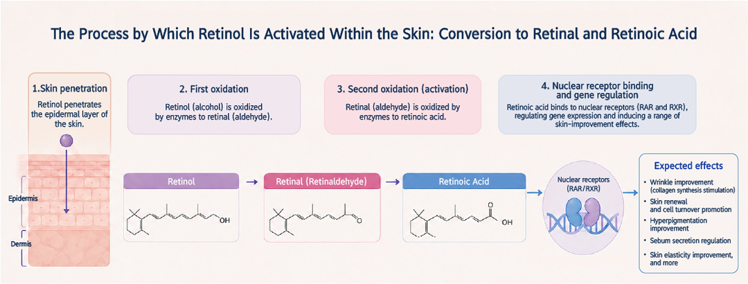 3D graphic illustrating the mechanism by which retinol absorbed into the skin converts through retinal into its active form, retinoic acid, helping collagen production