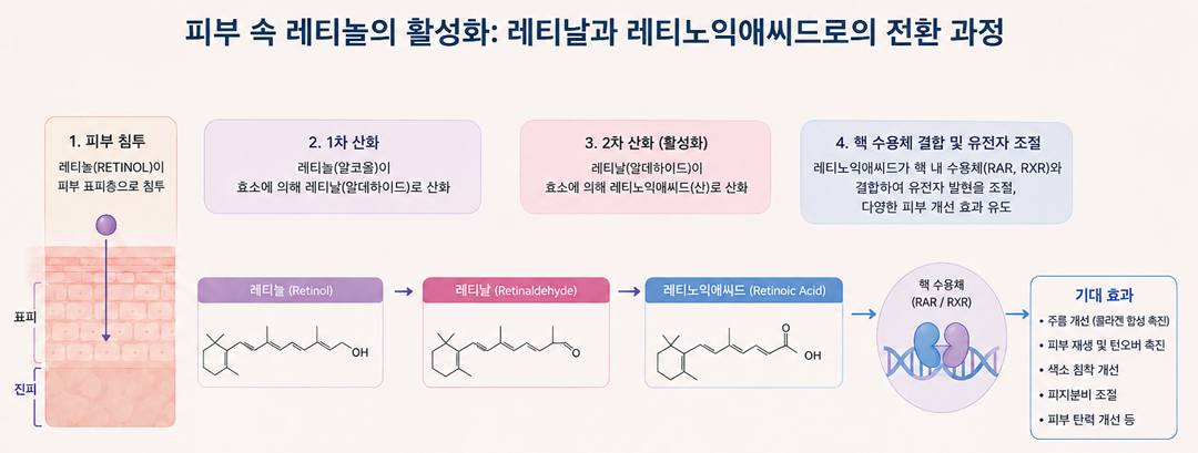 피부에 흡수된 레티놀이 레티날을 거쳐 활성 형태인 레티노익애씨드로 전환되어 콜라겐 생성을 돕는 과정 메커니즘 3D 그래픽 이미지