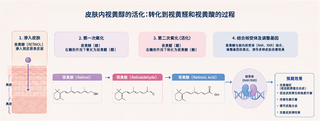 3D graphic illustrating the mechanism by which retinol absorbed into the skin converts through retinal into its active form, retinoic acid, helping collagen production